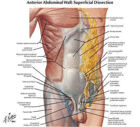Many important blood vessels travel through the abdomen, including the aorta, inferior vena cava, and. Duke Anatomy - Lab 5: Anterior Abdominal Body Wall ...