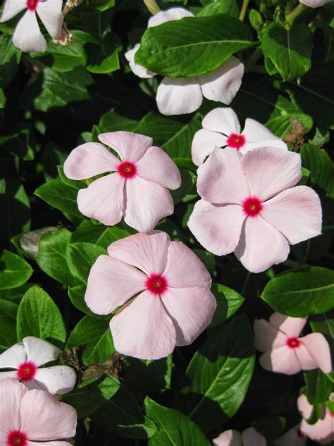 We did not find results for: Annual Vinca (Catharanthus roseus | Pink perennials ...