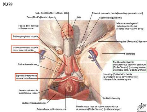 The groin muscles are a group of muscles that are situated in the inner thigh. q.4__________? - USMLE Forum