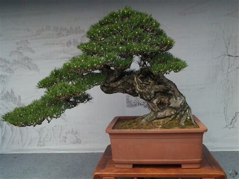 See more ideas about bonsai, bonsai tree, bonsai garden. Shows and exhibitions - 2013 - Bonsai Empire | Bonsai tree ...
