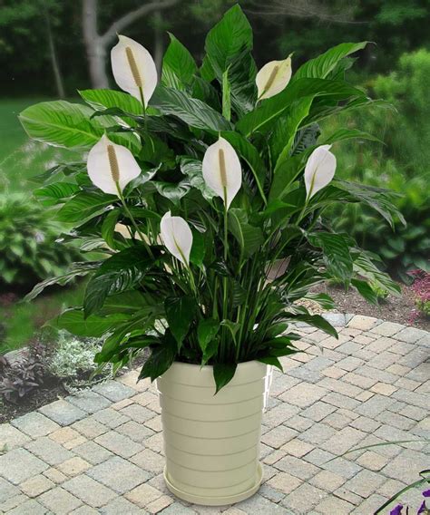 Daun tanaman hias ini memiliki racun yang berbahaya dan bisa daffodil atau bunga narcissus juga merupakan salah satu jenis tanaman hias beracun. Pokok Hiasan Yang Sesuai di Dalam Rumah |MyRokan