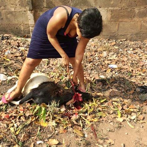 Hog gang | a&e подробнее. Wonderful! Photo Of Nigerian Lady Slaughtering Goat On ...