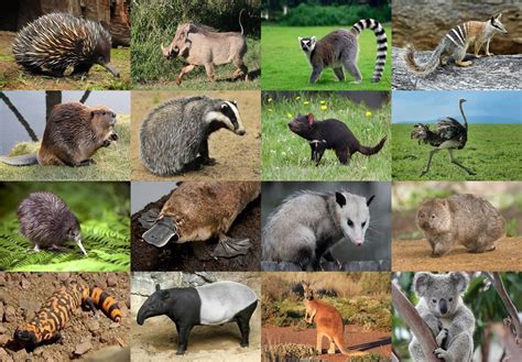 We did not find results for: Oceanian Animals (Picture Click) Quiz - By Cutthroat