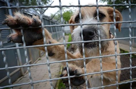 Alleine in stuttgart habe die feuerwehr eigenen angaben zufolge vom. Tierheim Stuttgart: Vor dem Urlaub bleiben tausende Tiere ...