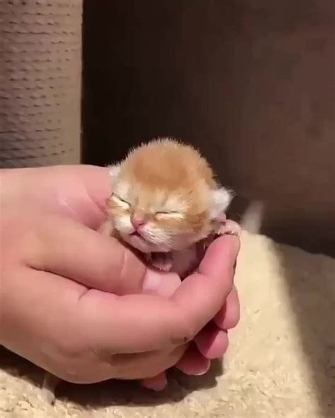 More images for how to stimulate a kitten to go to the bathroom » Where Do Newborn Kittens Go To The Bathroom - BATHROOM DESIGN