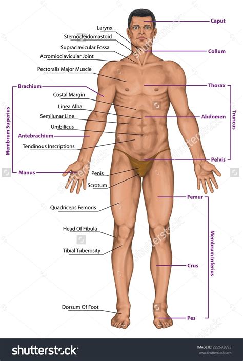 Boy body parts diagram poster. Pin on lifestyle & Creative Ideas