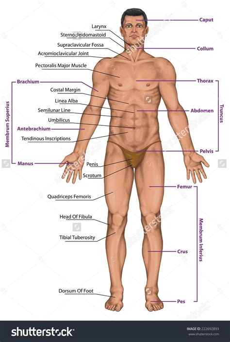 Human body parts diagram illustration. Pin on lifestyle & Creative Ideas