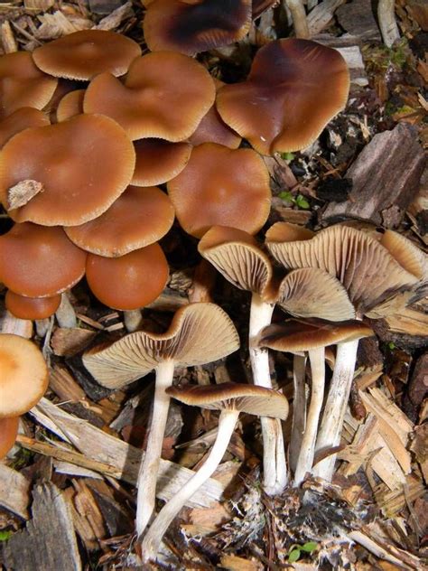 Cyanescens have been shown to contain many different indole alkaloids including psilocybin. 282 best psilocybe List & lookalikes images on Pinterest ...