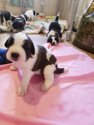 Maybe you would like to learn more about one of these? Saint Bernard puppy dog for sale in GRAND BLANC, Michigan