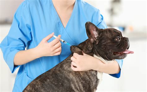 Get directions, reviews and information for at home pet vet care in wilmington, de. Dierenartspraktijk Burcht | Animal Care Vet: consultaties ...