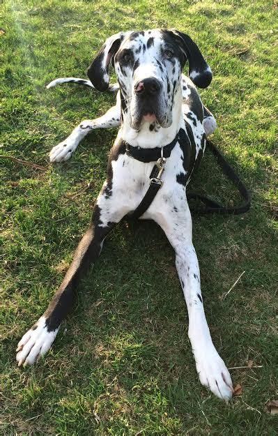 The great dane, also known as the german mastiff or deutsche dogge, is a breed of dog from germany. Adopt Tank on (With images) | Great dane rescue, Great ...