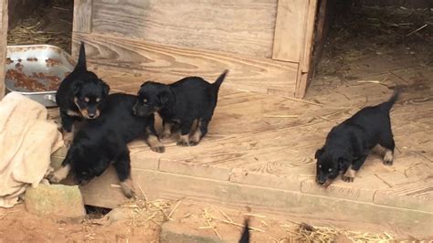 I live on the peninsula of virginia and i've looked them up and i am definitely interested in getting one. Six 2020 English Shepherd Puppies - YouTube