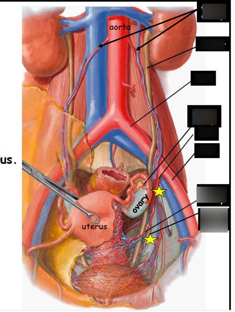 We did not find results for: Arteries Diagram Quizlet / Arteries And Their Function ...