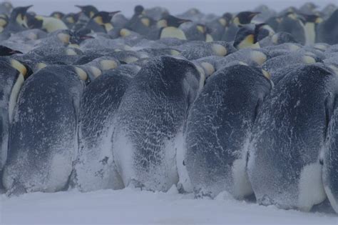 And an emperor penguin has a surface area of 9000 square cm. survival - Other than magic, how can a cold-blooded race ...