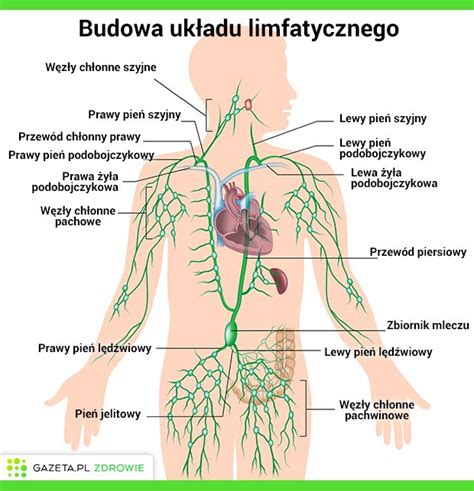 Borelioza z lyme czy każde ukąszenie przez kleszcza prowadzi do rozwoju boreliozy? NIETYPOWE LIMFOCYTY | InfoZdrowie24.pl