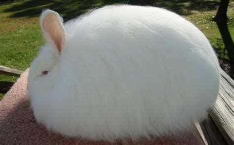 Although rabbits are physically capable of becoming pregnant at about 4 months old, the general rule is not to allow small to medium breeds to mate until 6 months of age and large to giant. Top 5 Angora Rabbit Breeds - English, Giant, French