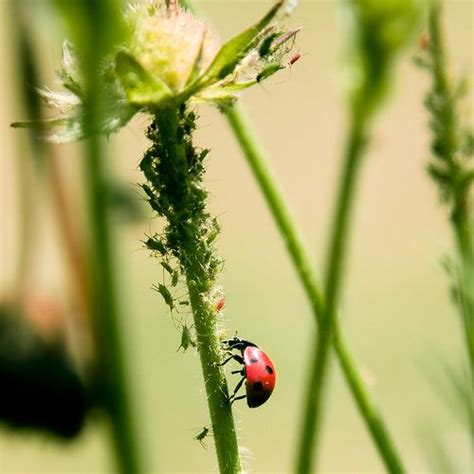 Pest control is important in vegetable gardens to keep hungry insects from feasting on the plants. All Natural Pest Control with Essential Oils. | Healthy ...