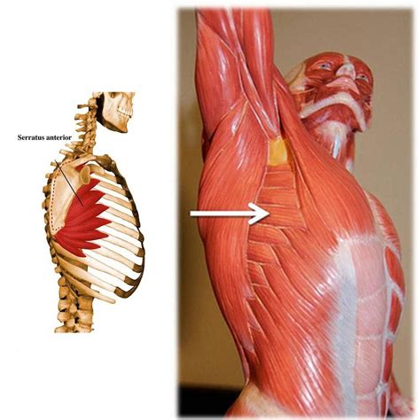 Changes in the muscles of the trunk: better diagram of the serratus muscle group on the torso ...