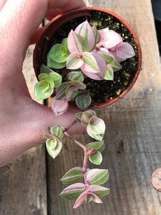 Callisia repens (turtle vine) is a low growing, evergreen, perennial succulent up to 4 inches (10 cm) tall and spreading up to 4 feet. Callisia repens Bianca | How Does Your Garden Grow ...