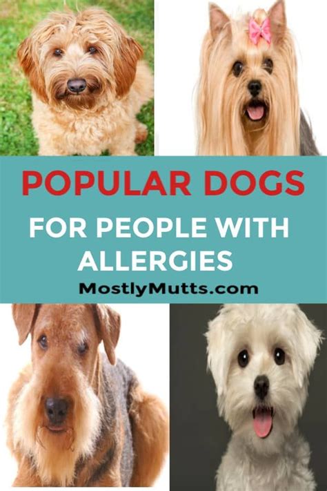 Check spelling or type a new query. Hypoallergenic Dogs - Dogs for Allergy Sufferers - MOSTLY ...