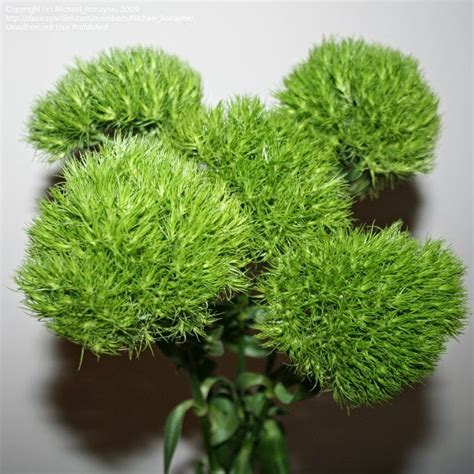 Dreamstime is the world`s largest stock photography community. Premier O C Event Floral & Design: Dianthus barbatus Green ...