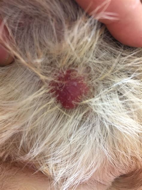 Dogs have a very sensitive sense of smell. Dog with a Epitheliotropic lymphoma | Dog cancer, Tumors ...
