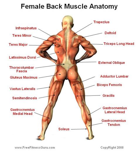 Muscle charts and stretching tips: 13 best Crossfit Anatomy images on Pinterest | Muscle ...