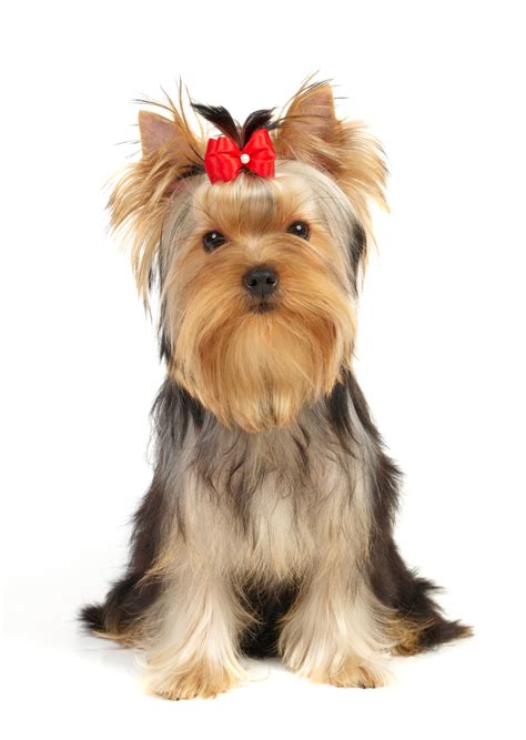 Maybe you would like to learn more about one of these? The Pampered Pooch - Dog Grooming