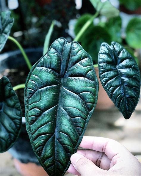 Roll over image to zoom in click on image to zoom. Alocasia baginda dragon scale | House plants