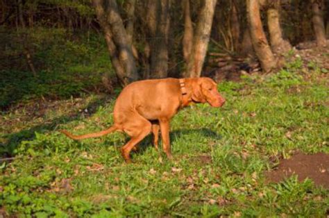 The warning signs of cancer in dogs are very similar to that in people. Prostate Disease in Dogs: The Dog Owner's Guide | Dog ...