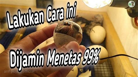 Maybe you would like to learn more about one of these? Membantu Telur Menetas Dalam Penetasan Telur Ayam - YouTube