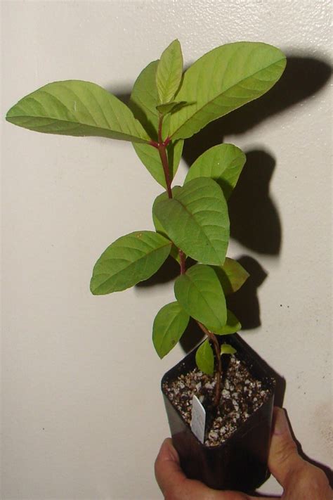 It is mainly grown in bihar. Polynesian Produce Stand : ~RED MALAY~ Psidium guajava RED ...