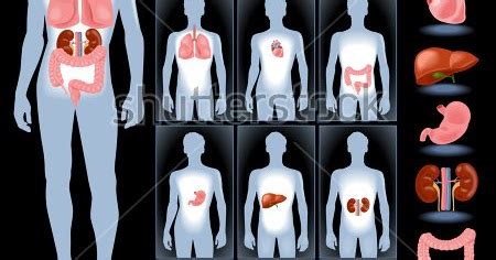 Knowledge Well: Parts of body in Tamil