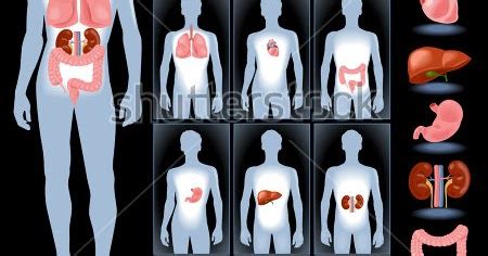 Live worksheets > english > english as a second language (esl) > parts of the body. Knowledge Well: Parts of body in Tamil