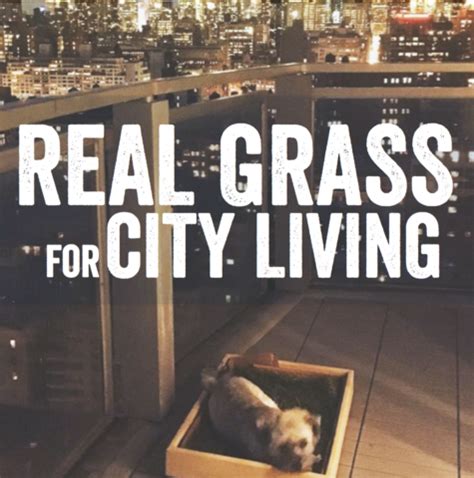 The doggielawn grass pad is a great solution for apartments. Real Grass for City Living (With images) | Dog potty, Dog potty diy, Cool pets