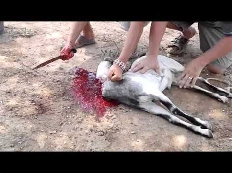 Woman cited after loose dogs kill goat in smithville. Goat Slaughter time - YouTube