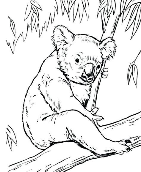 They're very picky eaters, and it often takes about five hours per day for a koala to eat. Realistic Koala Coloring Pages - Coloring Home