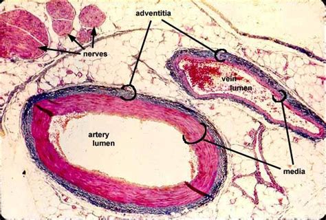Anatomy of excitatory and conductive elements: 10+ images about Circulatory System on Pinterest | Models ...