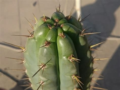 The roots are dry but the cactus appears black, wobbly and mushy. Chavin de huantar clone..........pachanoi???? - Cactus ...