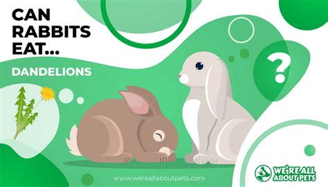 Can rabbits eat dandelion leaves. Can Rabbits Eat Dandelion? - We're All About Pets