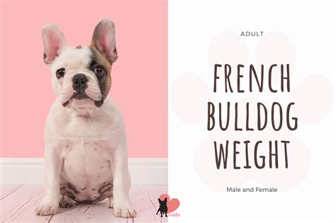 The french bulldog is a sturdy, compact, stocky little dog, with a large square head that has a rounded forehead. French Bulldog Growth Stages Size and Weight Chart