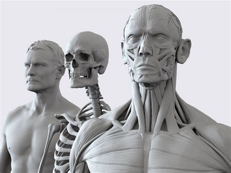 Human reference figure drawing reference anatomy reference photo reference design reference body anatomy anatomy drawing human anatomy anatomy male. Anatomy360 | Anatomy, Human anatomy, Human drawing reference
