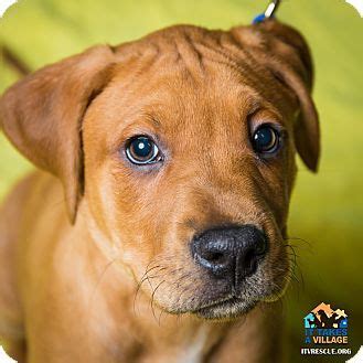 Rehome is free to you, and your dog's new adopter will pay a small adoption fee which will then be donated in full to a local animal shelter or rescue. Evansville, IN - Boxer/Hound (Unknown Type) Mix. Meet Leon ...