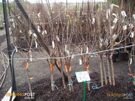 We did not find results for: Fruit-Trees-Double-Grafted