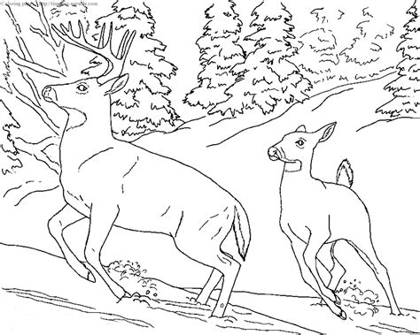 For boys and girls kids and adults teenagers and toddlers preschoolers and older kids at school. Realistic coloring pages of animals - timeless-miracle.com