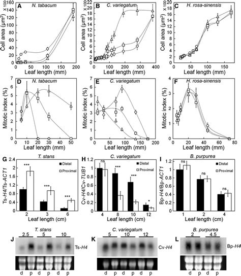 This means that insects could grow much bigger and still get enough oxygen in their bodies. Dynamics of Cell Size and Cell Division in Growing Leaves ...