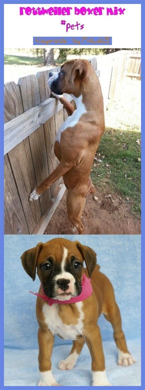 85 to 140 pounds life span: Rottweiler boxer mix #rottweiler #boxer Rottweiler Boxer ...