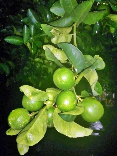 Jeruk nipis banyak ditanam karena memiliki banyak khasiat untuk manusia, oleh karena kita juga menanam jeruk nipis dipekarangan rumah. Gambar Buah Jeruk Nipis