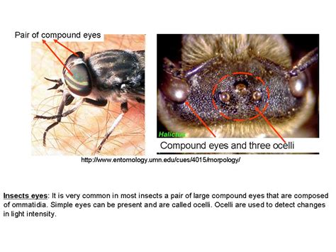 General reporting obligations within the framework of ippc and eppo to promote further cooperation between nppos and to facilitate the. gavargas: Insect Structures: Laboratory 2