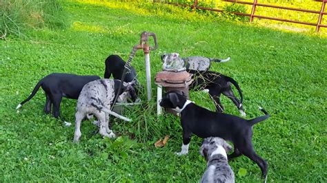 She is excellent with kids and has the best personali… female black great dane with white markings, ckc reg. Nine week old Great Danes playing :) - YouTube